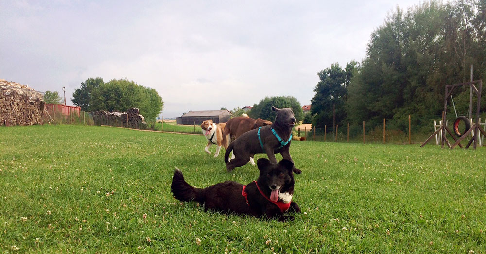 Hundefreunde Drachenherz Glückspfoten